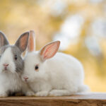 エキゾチックアニマルの飼い主様へ